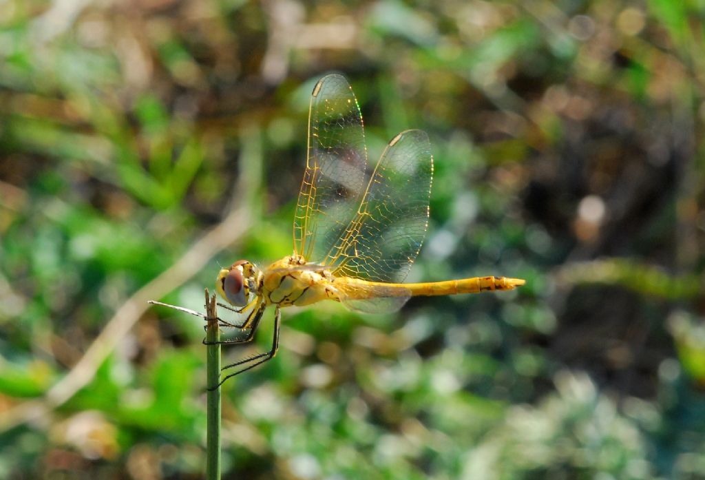 Sympetrum vulgatum ? Valle Orsigna (PT)